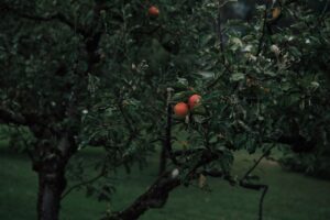 Read more about the article Kiedy sadzić drzewka owocowe?