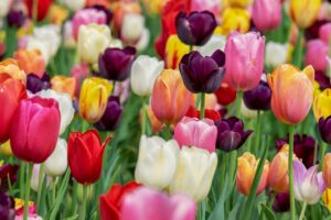 Read more about the article Kiedy sadzić tulipany?