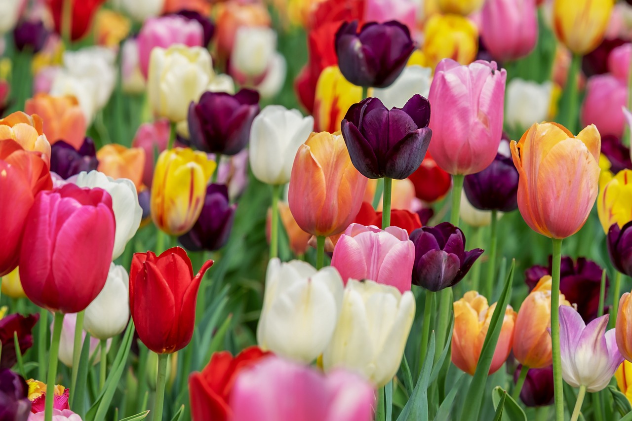 You are currently viewing Kiedy sadzić tulipany?